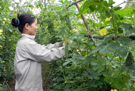 Bà con thôn Kim Sơn, xã Chân Sơn (Yên Sơn) trồng mướp đắng thu trên 20 triệu đồng/sào.