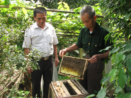 Mô hình phát triển kinh tế bằng nuôi ong của hội viên CCB Nguyễn Văn Thức (bên phải),  Chi hội thôn Cam Lâm, xã Phú Lâm (Yên Sơn).    Ảnh: Hoàng Minh