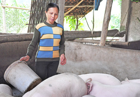 Chị Phạm Thị Hải, thôn 4 Thái Thủy, xã Thái Sơn (Hàm Yên) chăm sóc đàn lợn của gia đình.