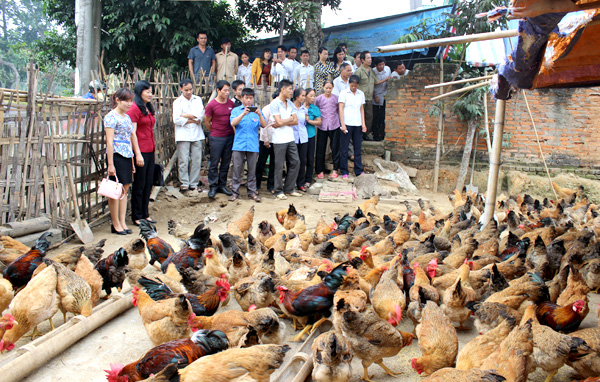 Ứng dụng khoa học, công nghệ phát triển chăn nuôi gia cầm ở Tân Trào
